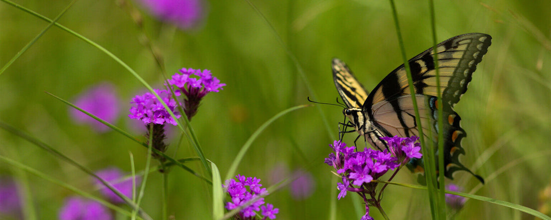 What’s Good for Community Dynamics is Good For Our Ranches
