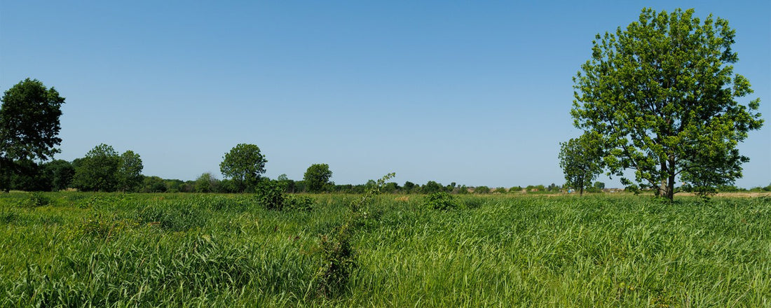 Want to Optimize the Energy Flow on Your Ranch? Maintain Abundant Plant Leaves
