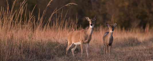 Is Wildlife Compatible With the Livestock on Your Ranch?