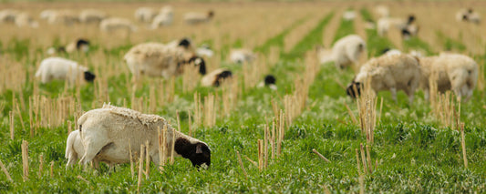 Here’s What Cover Crops You Should Plant This Spring