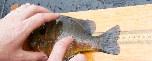 Hook and Line Fish Sampling