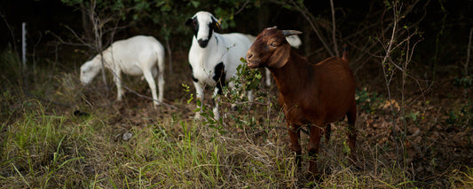 How To Switch To Regenerative Management Without Big Upfront Costs, Tough Trade-offs
