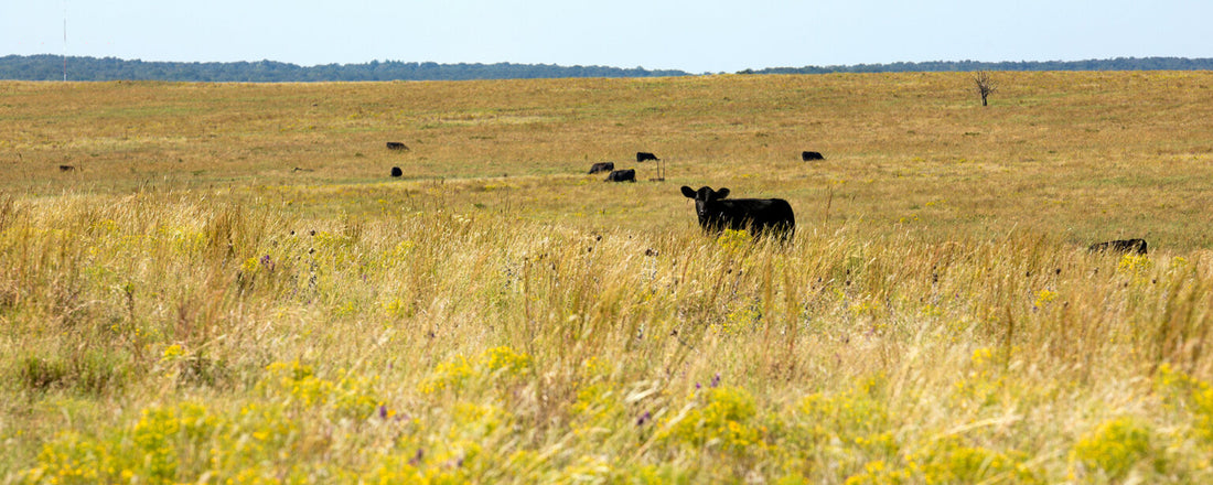 Make Your Soil Work For You To Optimize Ranch Production And Profit