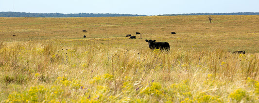 Make Your Soil Work For You To Optimize Ranch Production And Profit