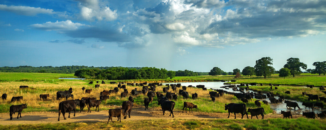10 Ways to Make Cow Herds More Profitable