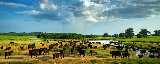 10 Ways to Make Cow Herds More Profitable